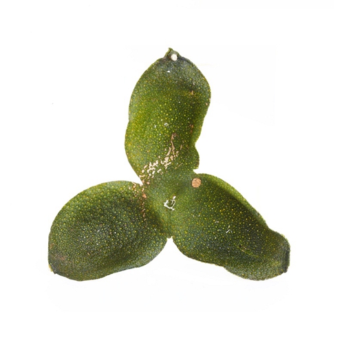 廣州怎麽泡新會柑普洱茶品牌